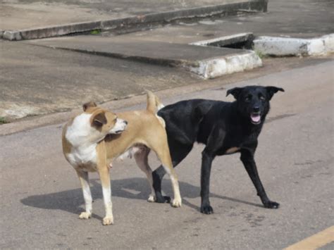 cão engatado & cachorro fica engatado com a mulher ...